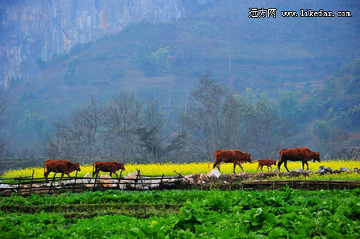 ���ϰ��������ι���