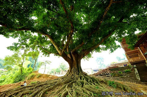 ���ϰ��������ι���