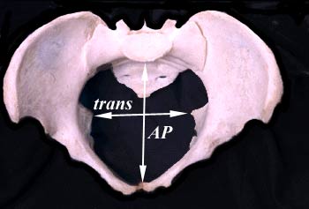 Ů�Է���ֱ��12������