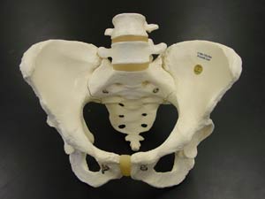 Ů�Է���ֱ��12������